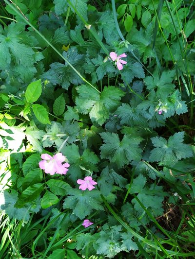 Geranium endressii, photographed by carnifex