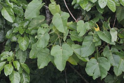 Croton draco, photographed by Juan Cruzado Cortés