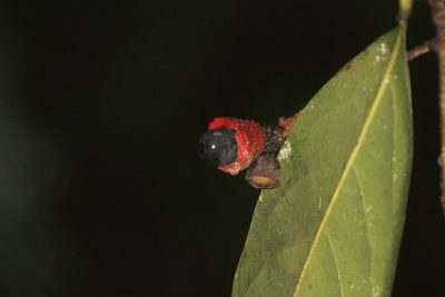 Licaria capitata, photographed by Juan Cruzado Cortés