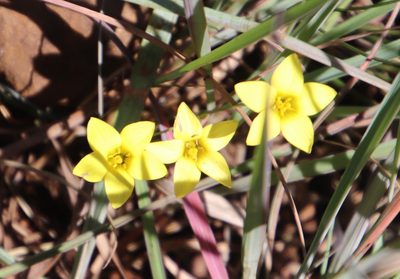 Sebaea natalensis, photographed by Tony Rebelo