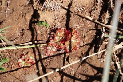 Drosera natalensis, photographed by Tony Rebelo