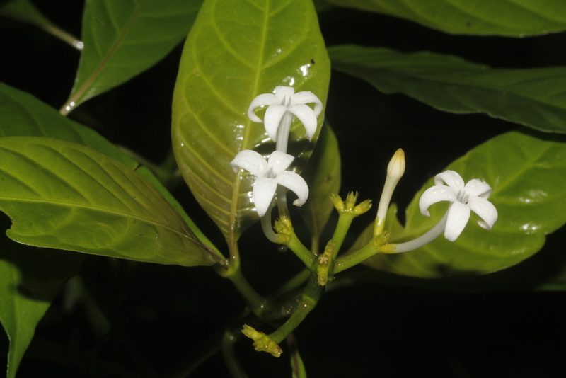 Palicourea domingensis, photographed by Juan Cruzado Cortés