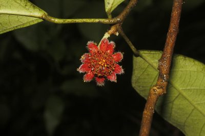 Garcia nutans, photographed by Juan Cruzado Cortés