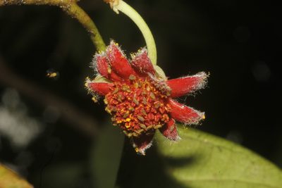 Garcia nutans, photographed by Juan Cruzado Cortés