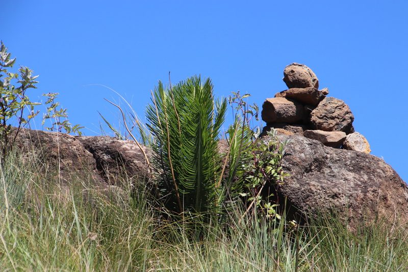 Encephalartos ghellinckii, photographed by Tony Rebelo