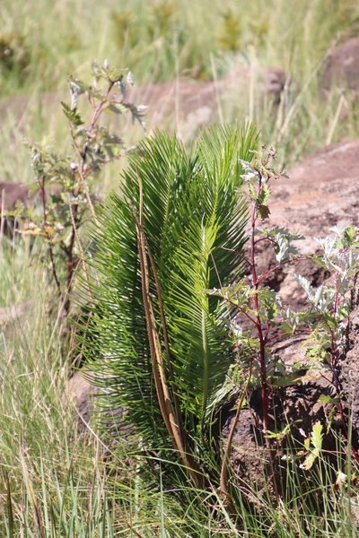 Encephalartos ghellinckii, photographed by Tony Rebelo