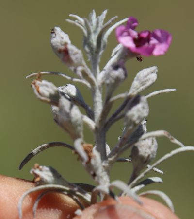 Sopubia cana, photographed by Tony Rebelo