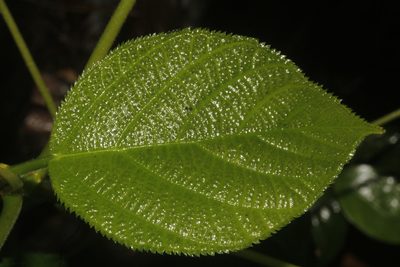 Myriocarpa longipes, photographed by Juan Cruzado Cortés