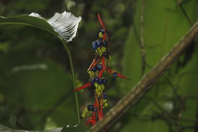 Heliconia schiedeana, photographed by Juan Cruzado Cortés