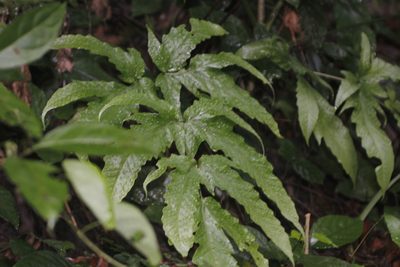 Tectaria heracleifolia, photographed by Juan Cruzado Cortés