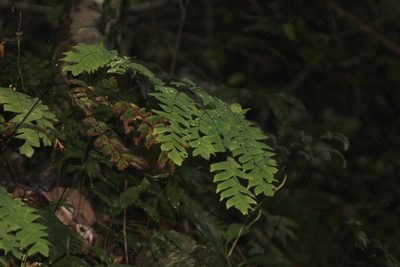 Adiantum trapeziforme, photographed by Juan Cruzado Cortés