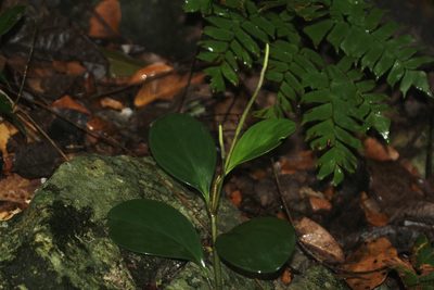 Peperomia obtusifolia, photographed by Juan Cruzado Cortés