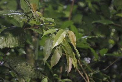 Aphananthe monoica, photographed by Juan Cruzado Cortés