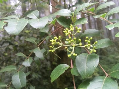 Tetradium ruticarpum, photographed by Tatsutomo Chin