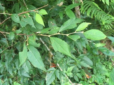 Styrax formosanus, photographed by Tatsutomo Chin