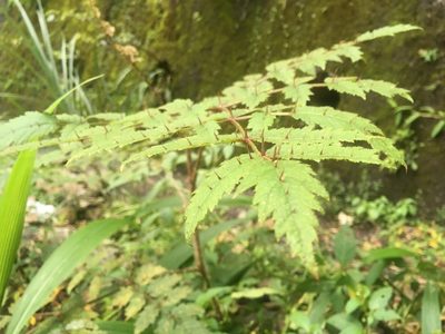 Aralia decaisneana, photographed by Tatsutomo Chin