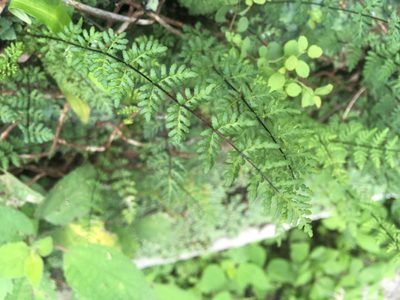 Aleuritopteris chusana, photographed by Tatsutomo Chin