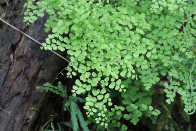 Adiantum poiretii, photographed by Tony Rebelo