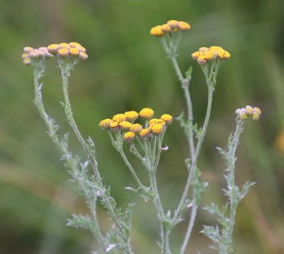 Schistostephium crataegifolium, photographed by Tony Rebelo