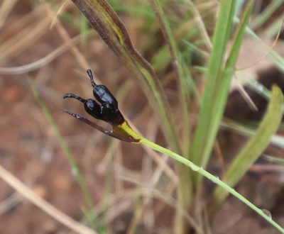 Aristea abyssinica, photographed by Tony Rebelo