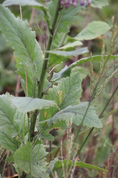 Senecio gerrardii, photographed by Tony Rebelo