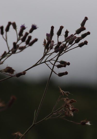 Senecio gerrardii, photographed by Tony Rebelo