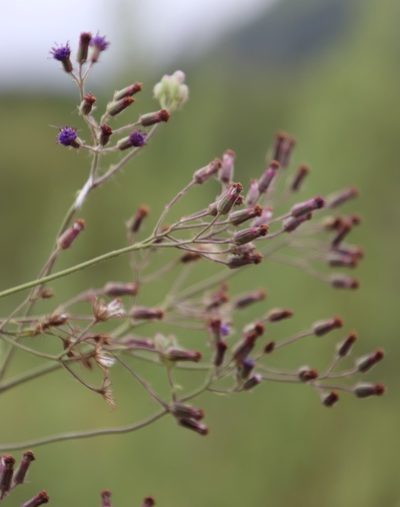 Senecio gerrardii, photographed by Tony Rebelo