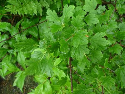 Ribes rotundifolium, photographed by Evan M. Raskin