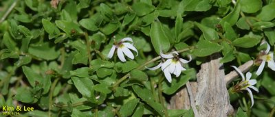 Lobelia chinensis, photographed by Kim, Hyun-tae