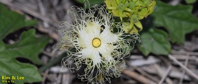 Trichosanthes kirilowii, photographed by Kim, Hyun-tae