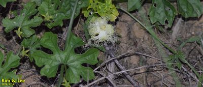 Trichosanthes kirilowii, photographed by Kim, Hyun-tae