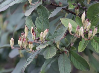 Bowkeria verticillata, photographed by Tony Rebelo