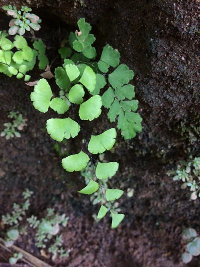 Adiantum deflectens, photographed by B. Phalan
