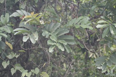 Cupania dentata, photographed by Juan Cruzado Cortés