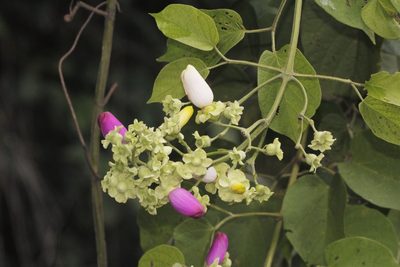 Amphilophium paniculatum, photographed by Juan Cruzado Cortés