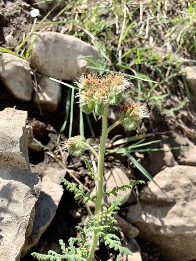 Phacelia alba, photographed by CK2AZ