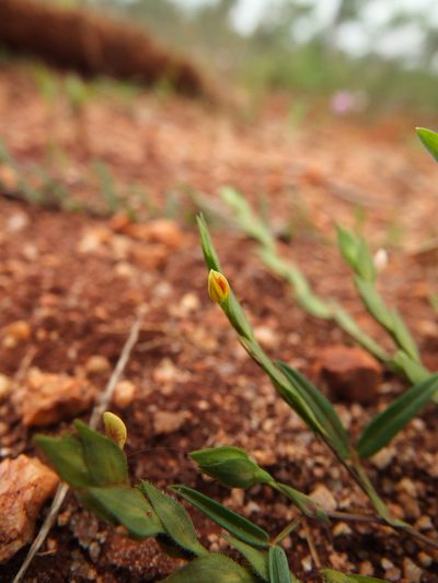 Zornia gibbosa, photographed by Siddarth Machado