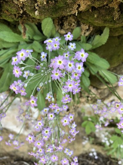 Primula specuicola, photographed by Parker Hopkins