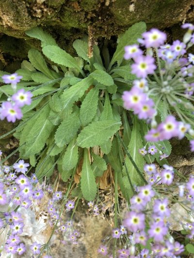 Primula specuicola, photographed by Parker Hopkins