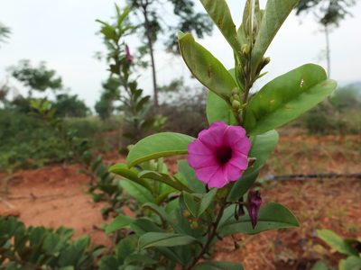 Argyreia cuneata, photographed by Siddarth Machado