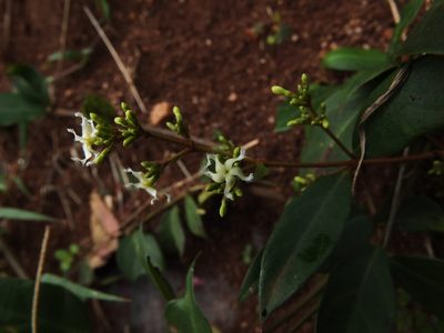 Ichnocarpus frutescens, photographed by Siddarth Machado