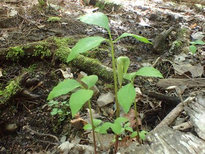 Arisaema stewardsonii, photographed by Ian Manning