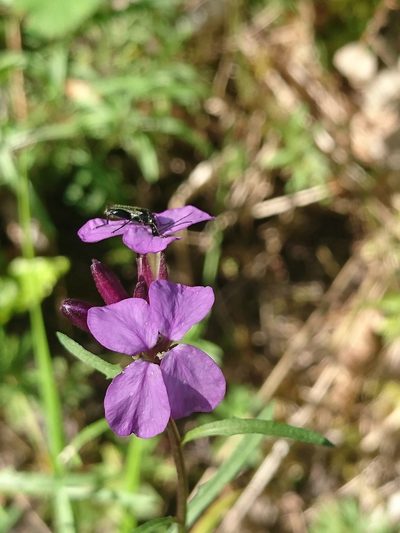 Erysimum linifolium, photographed by Jose Castro