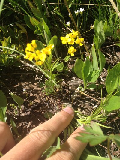 Draba spectabilis, photographed by Hilary Rose Dawson