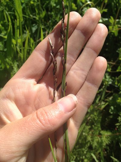 Melica spectabilis, photographed by Hilary Rose Dawson