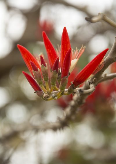 Erythrina suberosa, photographed by Siddarth Machado