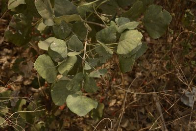 Erythrina suberosa, photographed by Siddarth Machado