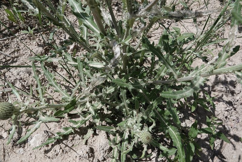 Cirsium canescens, photographed by Colin Croft