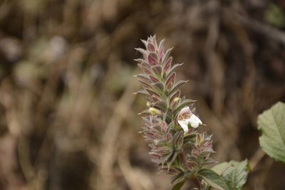 Lepidagathis cuspidata, photographed by Siddarth Machado