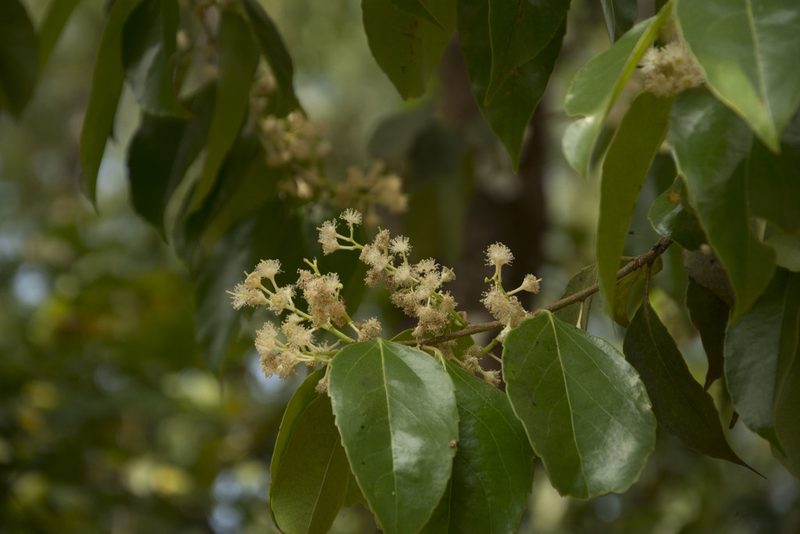 Scolopia crenata, photographed by Siddarth Machado